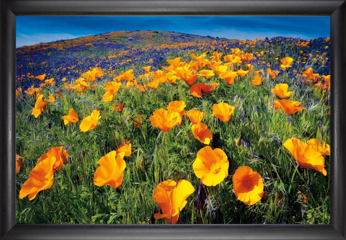 Poppy Field (Beechdale)